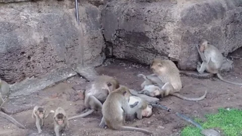 Wild Macaque Monkeys Grooming and Playing in Lopburi Thailand Stock Footage 341454367