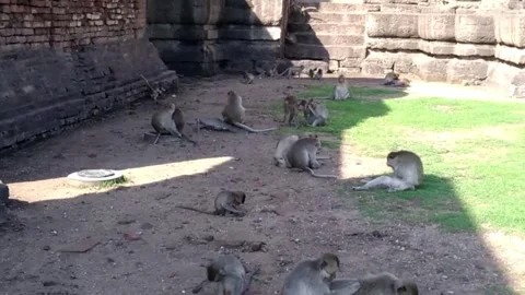 Wild Macaque Monkeys Grooming and Playing in Lopburi Thailand Stock Footage 341454370