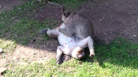 Wild Macaque Monkeys Grooming and Playing in Lopburi Thailand Stock Footage 341454373