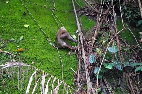 Wild Macaque Monkeys on Mossy Wall in Bokor Mountain, Cambodia Stock Photos