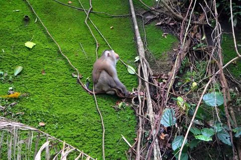 Wild Macaque Monkeys on Mossy Wall in Bokor Mountain, Cambodia Stock Photos