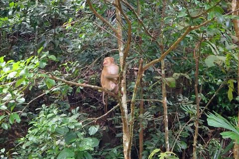 Wild Macaque Monkeys on Mossy Wall in Bokor Mountain, Cambodia Stock Photos