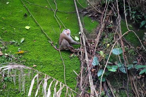 Wild Macaque Monkeys on Mossy Wall in Bokor Mountain, Cambodia Stock Photos
