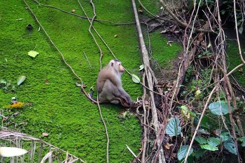 Wild Macaque Monkeys on Mossy Wall in Bokor Mountain, Cambodia Stock Photos