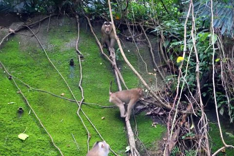 Wild Macaque Monkeys on Mossy Wall in Bokor Mountain, Cambodia Stock Photos