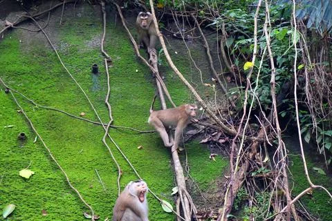 Wild Macaque Monkeys on Mossy Wall in Bokor Mountain, Cambodia Stock Photos