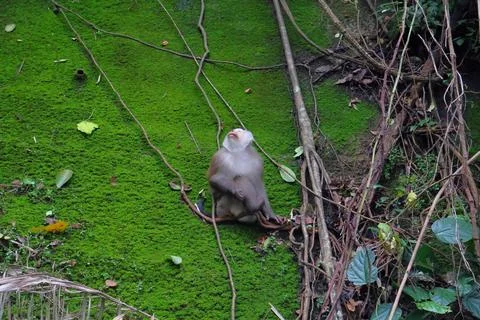 Wild Macaque Monkeys on Mossy Wall in Bokor Mountain, Cambodia Stock Photos