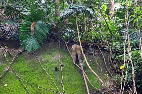 Wild Macaque Monkeys on Mossy Wall in Bokor Mountain, Cambodia Stock Photos