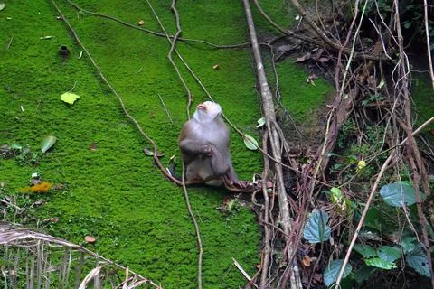 Wild Macaque Monkeys on Mossy Wall in Bokor Mountain, Cambodia Stock Photos