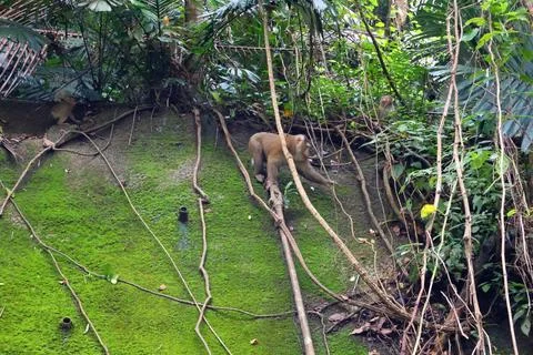 Wild Macaque Monkeys on Mossy Wall in Bokor Mountain, Cambodia Stock Photos