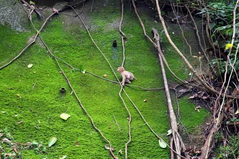 Wild Macaque Monkeys on Mossy Wall in Bokor Mountain, Cambodia Stock Photos