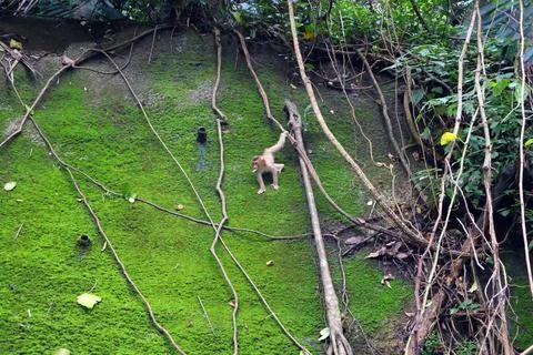 Wild Macaque Monkeys on Mossy Wall in Bokor Mountain, Cambodia Stock Photos