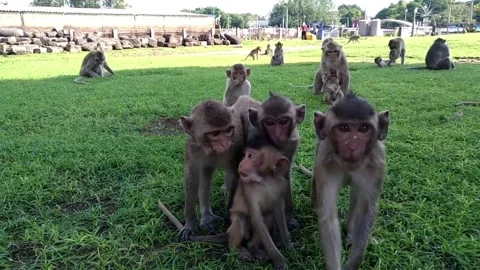Wild Macaque Monkeys Playing in Lopburi Thailand Stock Footage 341454369