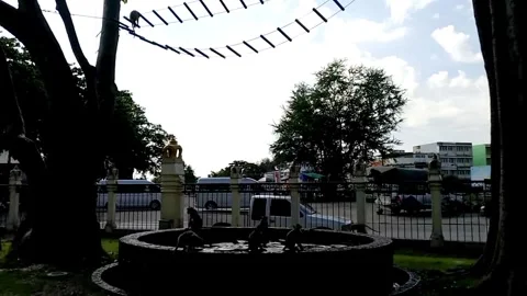 Wild Macaque Monkeys Playing in Lopburi Thailand Stock Footage 341539954