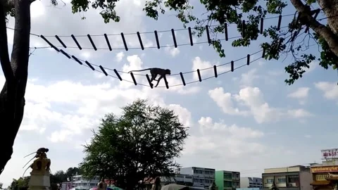 Wild Macaque Monkeys Playing in Lopburi Thailand Stock Footage 341539956