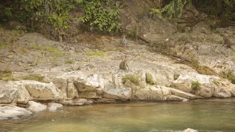 Wild macaque monkeys by a river bank in Sumatra Indonesia Stock-Footage 107635150