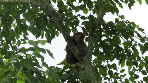Wild macaque resting on a tree branch surrounded by lush green foliage 库存影片 337928687