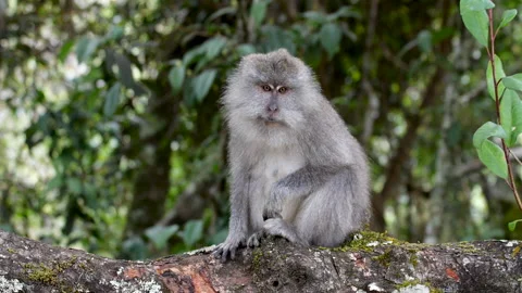 Wild macaque sat on a log cleaning fur Video stock 135470935
