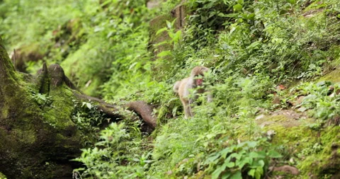 Wild Macaque Sitting in Forest Habitat Stock Footage 343956835