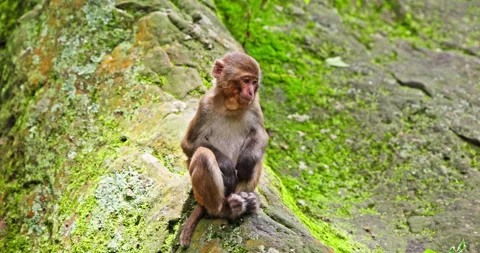 Wild Macaque Sitting in Forest Habitat Stock Footage 343958984