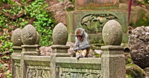 Wild Macaque Sitting in Forest Habitat Stock Footage 343959235