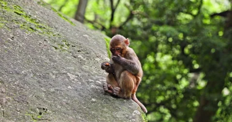 Wild Macaque Sitting in Forest Habitat Stock Footage 343959289