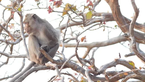 Wild Macaque Sitting on Tree Branch in Natural Habitat Stock Footage 321727458
