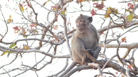 Wild Macaque Sitting on Tree Branch in Natural Habitat Stock Footage 321727504