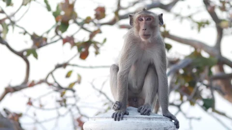 Wild Macaque Sitting on Tree Branch in Natural Habitat Stock Footage 321727529