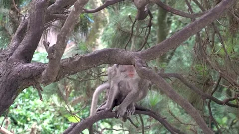 Wild Macaque Sitting on Tree Branch in Forest Stock Footage 344170144