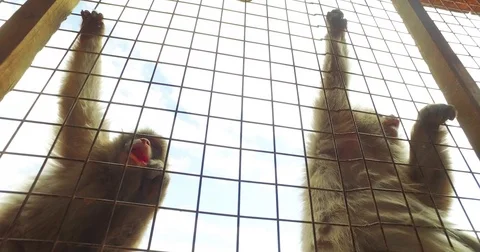 Wild Macaque Snow Monkey Feeding at Monkey Park Iwatayama Stock Footage 73191480