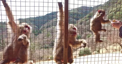 Wild Macaque Snow Monkey Feeding at Monkey Park Iwatayama Stock Footage 73191482