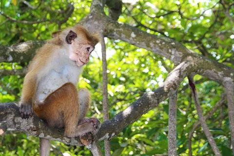 Wild Macaque toque Monkey sits on a tree with green foliage in the jungle Foto stock