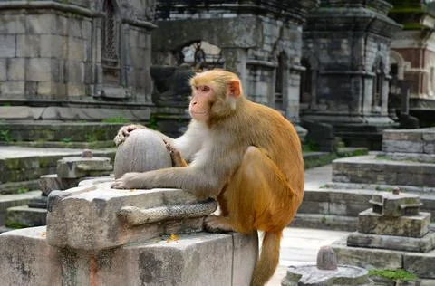 Wild macaque Wild monkey sitting on the top of stone Shiva lingam in old H... Stock Photos