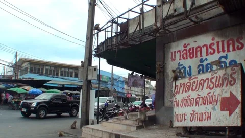 Wild macaques attack the house. The monkey goes down the wall Stock Footage 112999938