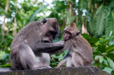 Wild macaques monkeys Stock Photos