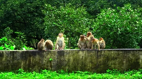 Wild Macaques Perched on Mountain Highway Barrier in Western Ghats Stock Footage 342706865