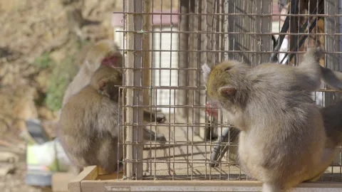 Wild macaques waiting to be fed by tourists Stock Footage 232804595
