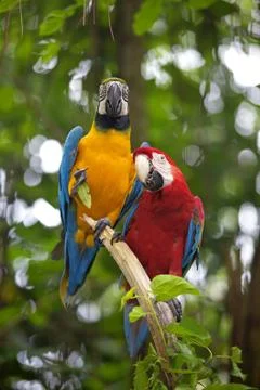 Wild Macaw Stock Photos