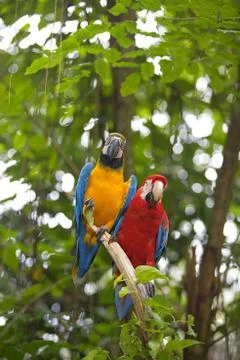 Wild Macaw Stock Photos