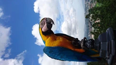 Wild macaws Stock Photos