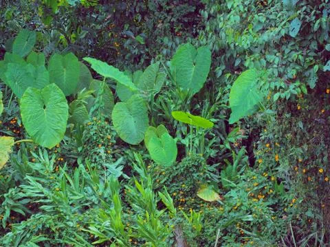Wild Mafafa Plants Fotos Stock