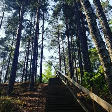 Wild magic forest Stock Photos