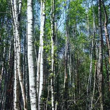 Wild magic forest Stock Photos