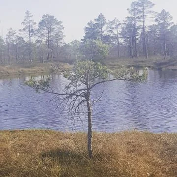 Wild magic forest Stock Photos