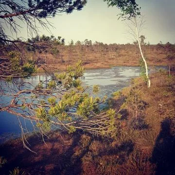 Wild magic forest Stock Photos
