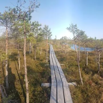 Wild magic forest Stock Photos