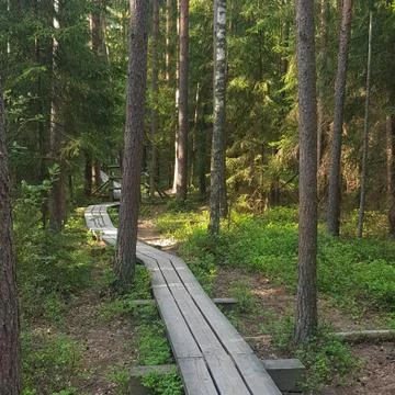 Wild magic forest Stock Photos