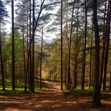 Wild magic forest Stock Photos