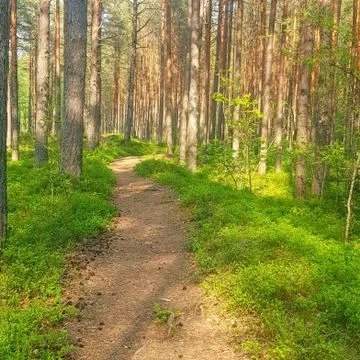 Wild magic forest Stock Photos